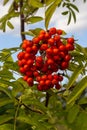 Rowan on a branch. Red rowan. Rowan berries on rowan tree. Sorbus aucuparia Royalty Free Stock Photo