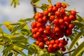 Rowan on a branch. Red rowan. Rowan berries on rowan tree. Sorbus aucuparia Royalty Free Stock Photo