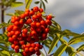 Rowan on a branch. Red rowan. Rowan berries on rowan tree. Sorbus aucuparia Royalty Free Stock Photo