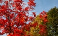 rowan branch with red leaves on a blue sky background