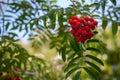 Rowan branch with red ripe berries in late summer against a blue sky background Royalty Free Stock Photo