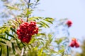 Rowan branch with red ripe berries in late summer against a blue sky background Royalty Free Stock Photo