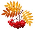 Rowan branch with rowanberries and leaves. Vector