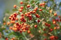 Rowan branch tree with bright orange berry Royalty Free Stock Photo