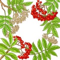 Rowan branch vector frame Royalty Free Stock Photo