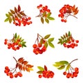 Rowan Branches with Berry Clusters and Pinnate Leaves Vector Set