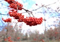 Rowan branches with bright berries