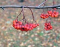 Rowan branches with bright berries