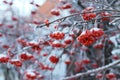 rowan branches with bunches of red berries covered with snow Royalty Free Stock Photo