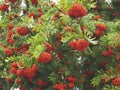 Rowan branches with pinnate leaves and bright red ripe fruit. Food for birds, close up