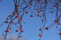 Rowan branches with red berries on the background of clear blue sky