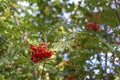 Rowan branches and red berries on a background of green leaves in autumn. Selective focus Royalty Free Stock Photo