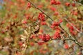 Rowan branches with red berries