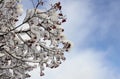 Rowan branches with red berries under the snow in winter against the blue sky Royalty Free Stock Photo