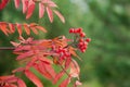 Rowan bush in autumn park