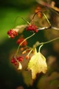 Rowan bush with golden dry leaves and red berries on a sunny autumn day Royalty Free Stock Photo