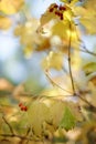 Rowan bush with golden dry leaves and red berries on a sunny day Royalty Free Stock Photo