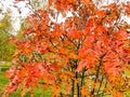 Rowan bush red leaf decorates the autumn forest autumn has come days are shorter sun lower