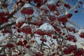 Rowan is covered with an icy corco after the icy rain. pre-rolled time, blue sky, white snow. After the thaw, the ash