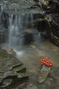 Rowan fallen in the brook