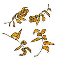 Rowan floral set Leaves contours Orange on white background hand-drawn. Vector