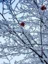 The rowan in the frost on the background of the winter sky