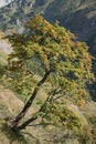 Rowan full berries growing on slope in alpine landscape