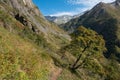 Rowan full berries growing on slope in alpine landscape