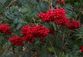 Rowan full of corymbs of ripe red berries