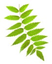 Rowan green leaf with yellow veins on a white background Royalty Free Stock Photo
