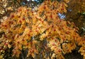 Autumn tree mountain ash with ripe berries Royalty Free Stock Photo