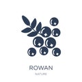 Rowan icon. Trendy flat vector Rowan icon on white background fr