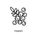 Rowan icon. Trendy modern flat linear vector Rowan icon on white