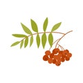 Rowan illustration. Thanksgiving autumnal natural decorative element. Berry branch with leaves. Sorbus illustration