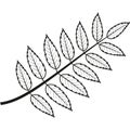 Rowan Leaf. Outline Illustration Of Rowan Leaf