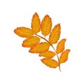 Rowan leaf . Yellow autumn leaf of mountain ash. Rowan leaf. Autumn vector illustration isolated on a white background Royalty Free Stock Photo