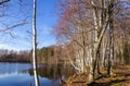 Rowan and leafless trees in autumn. Bare birch forest by the lake. Royalty Free Stock Photo