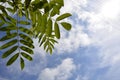 Rowan leaves against a blue sky and white clouds. Autumn Sunny day. Natural background Royalty Free Stock Photo