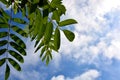 Rowan leaves against a blue sky and white clouds. Autumn Sunny warm day. Natural background Royalty Free Stock Photo