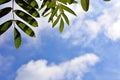 Rowan leaves against a blue sky and white clouds. Autumn Sunny warm day. Natural horizontal background Royalty Free Stock Photo