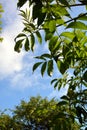 Rowan leaves against a blue sky and white clouds. Natural horizontal background. Autumn Sunny warm day Royalty Free Stock Photo