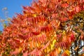 Rowan leaves are red