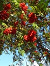 Clusters of red Rowan trees against a soft blue sky.