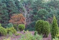 Rowan in the Lueneburg Heath