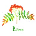 Rowan mountain ash, quicken treebranch with green leaves and red berries, hand painted watercolor illustration with inscription Royalty Free Stock Photo