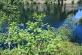 Rowan or mountain ash tree in pyrenean mountain