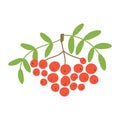 Rowan, mountain ash, viburnum. Vector berry. Natural healthy food. Hand drawn fruit. Vegan menu. Vegetarianism