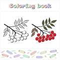 Rowan. A page of a coloring book with a colorful fruits and a sketch for coloring. Royalty Free Stock Photo