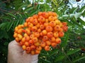 Rowan, rowanberry, beautiful orange rowan berry, growing in Richmond, British Columbia, Canada.