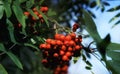 rowan rowanberry blue sky beautiful nature close-up